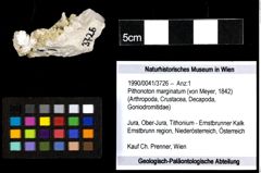 Foto (Objekt + Etiketten) von Pithonoton marginatum (von Meyer, 1842) 